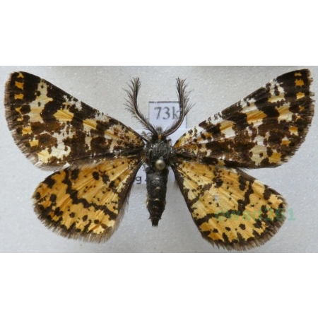 Eurranthis plummistaria (de Villers, 1789) male Spain73k